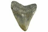 Serrated, Fossil Megalodon Tooth - North Carolina #308577-1